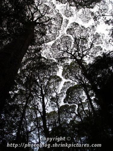 Tree tops
