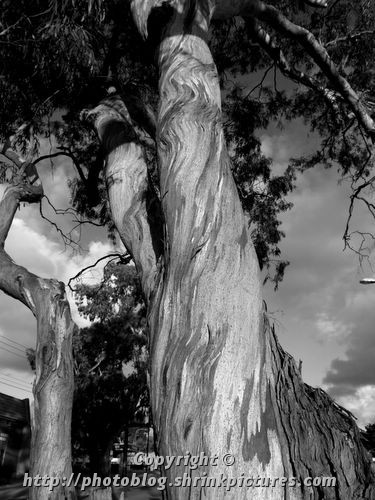Gum Tree