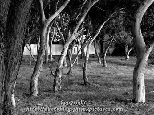 gum trees