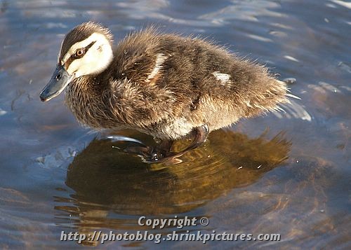 Duckling