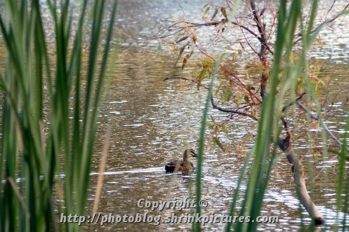 Duck swimming