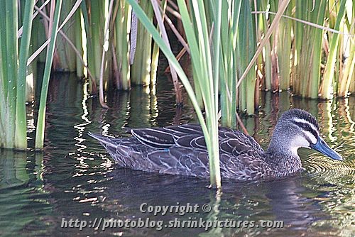 emerging from the reeds