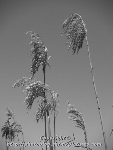 reeds