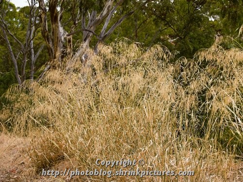 Grass