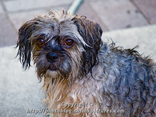 Soggy Doggy
