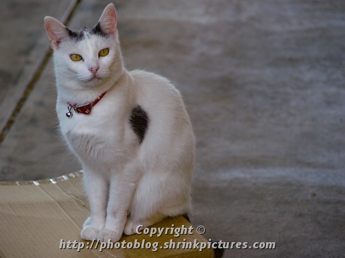 Kit Kat