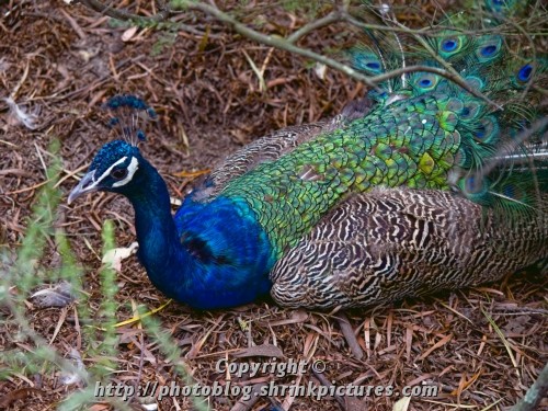 Peacock