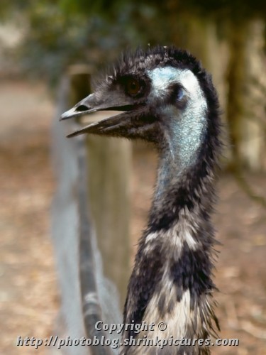Emu