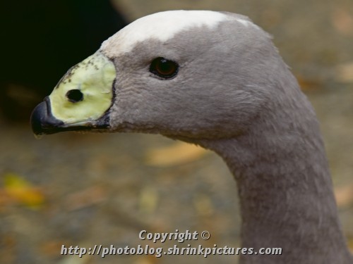 Cape Barren Goose