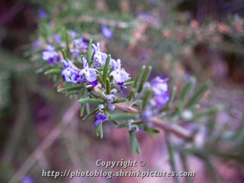 Rosemary