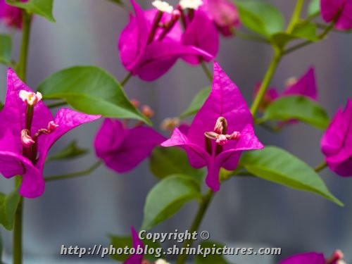 Bougainvillea