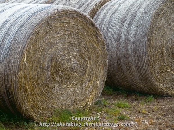 Hay