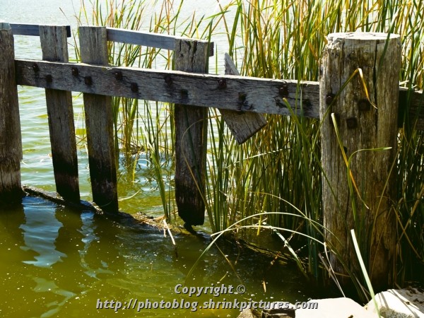 Fence and Rushes