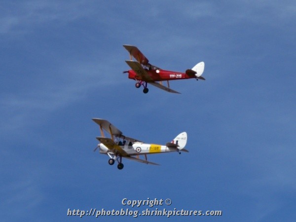 Tiger Moths