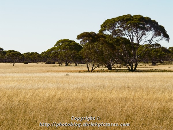 I love a sunburnt country...