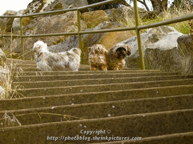 Dogs Perspective