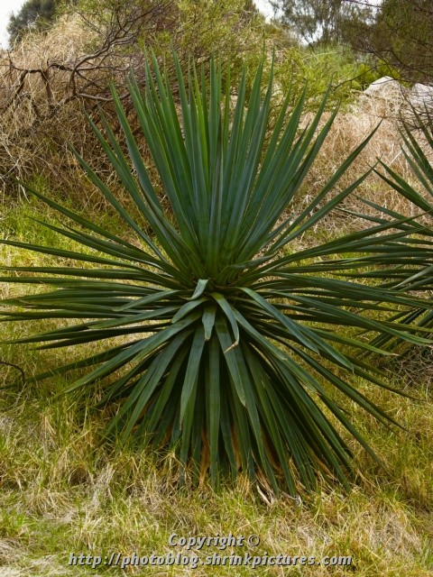 Spiky Leaves