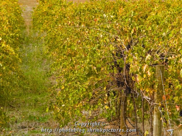 Autumn Grapes
