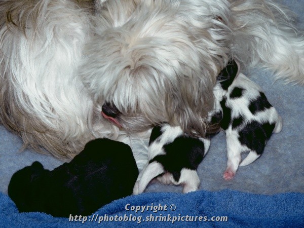 Mother and Daughters