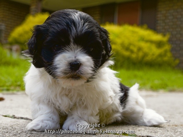 5 weeks old