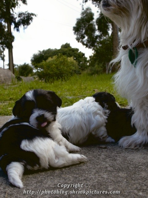 More Puppies