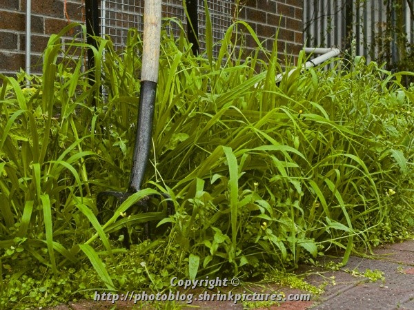 Overgrown