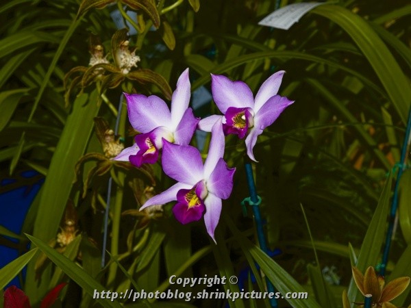 Purple Orchid