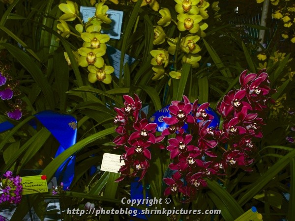 Sea of colour