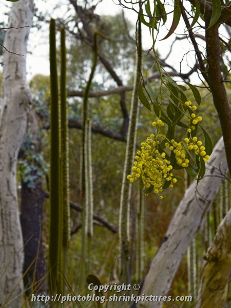 Wattle