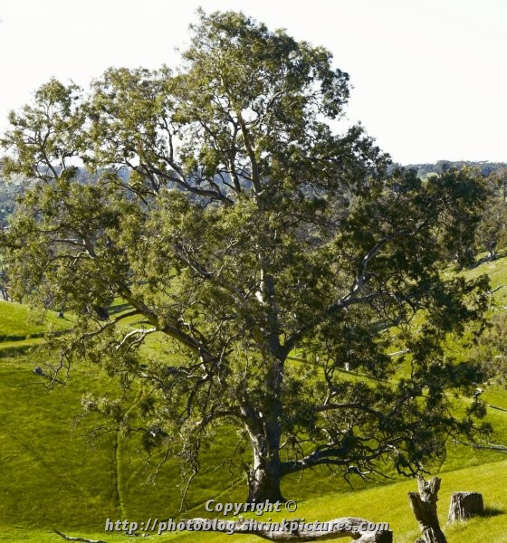 Gum Tree