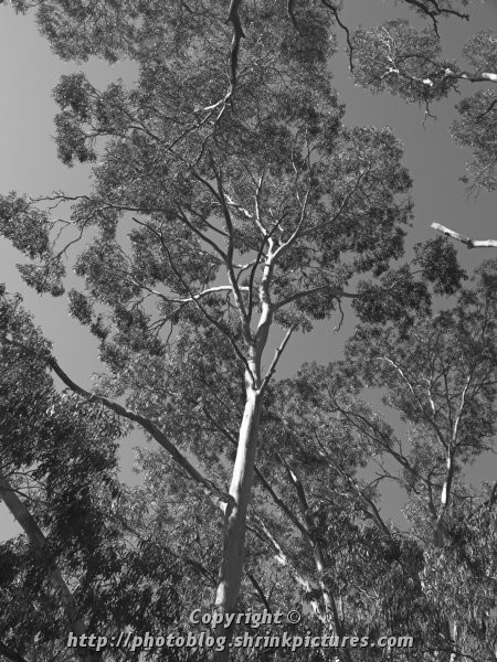 Tree Canopy