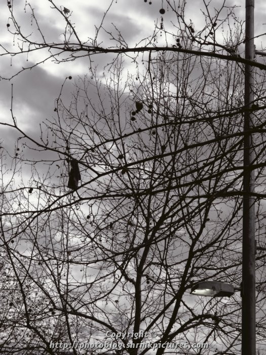 Street Light