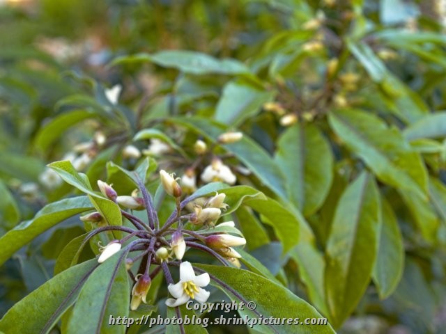 Flowering Shrub