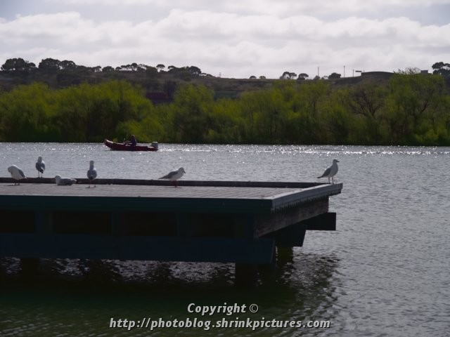 Birds and Boat