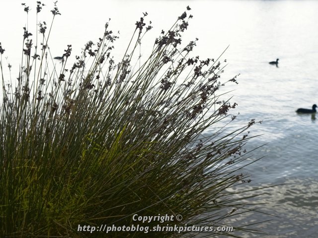 Reeds