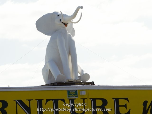 White Elephant