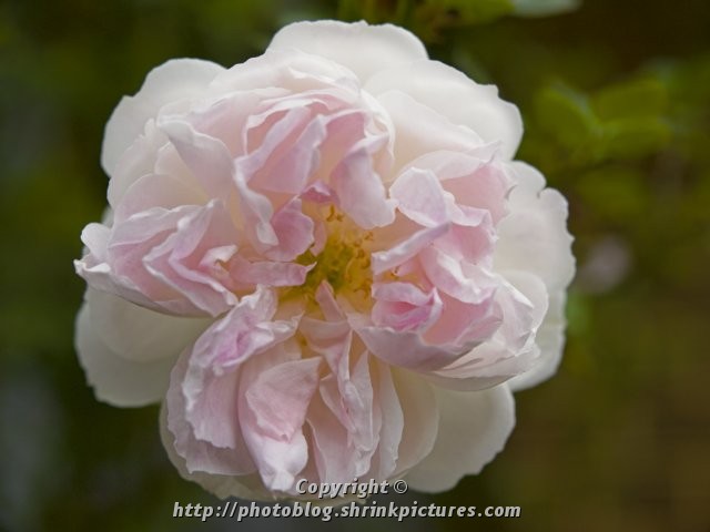 A hint of pink