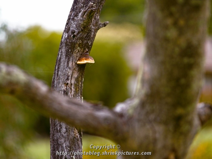 Fungus