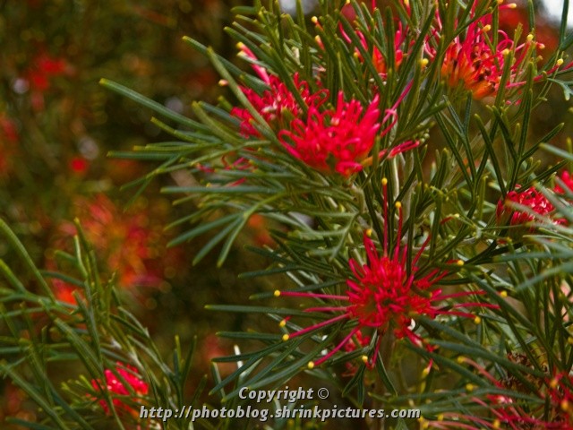 Red Grevillea