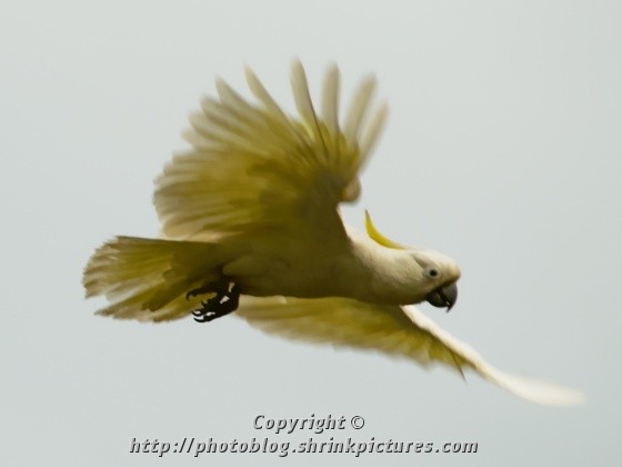Sulpher Crested Cockatoo