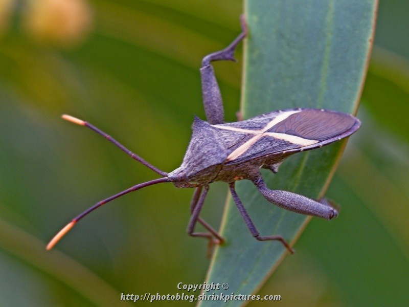 Stink Bug