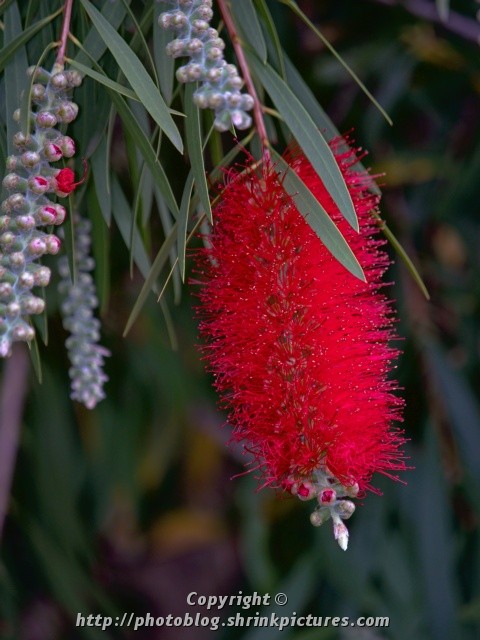 Bottlebrush