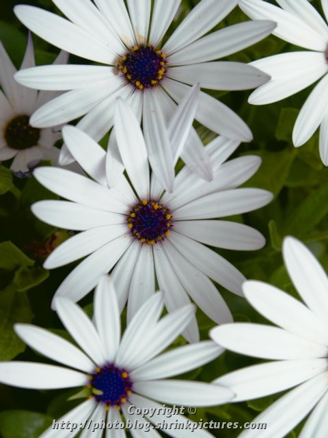 Entwined