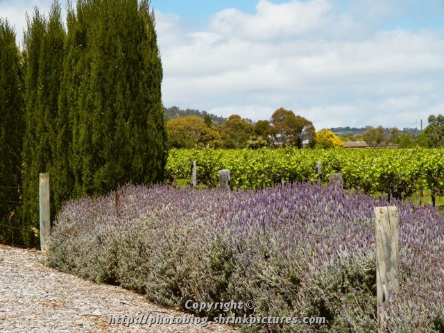 Magill Vineyard