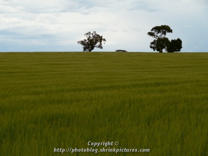 Spring at Freeling