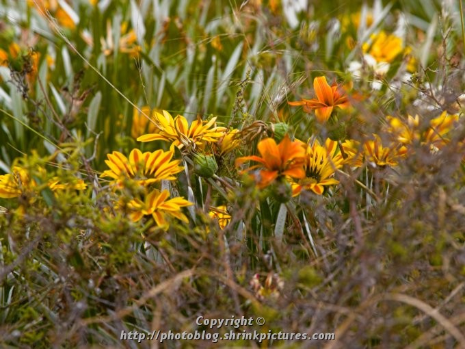 Wildflowers