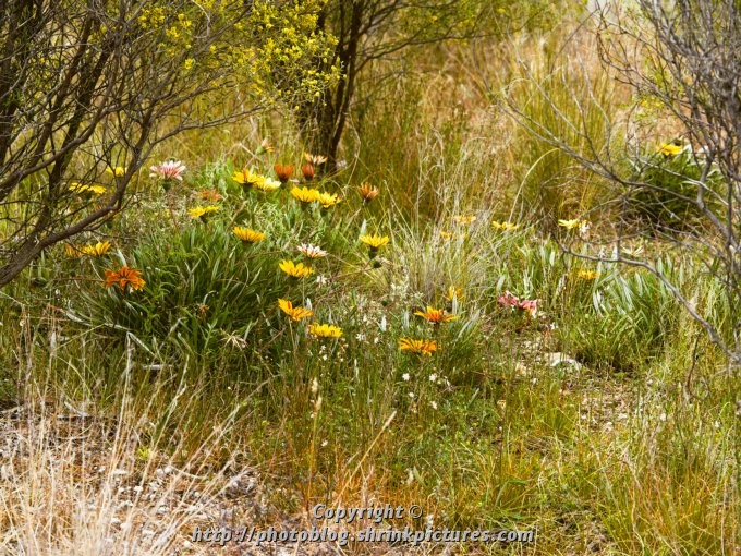 Wildflowers 2