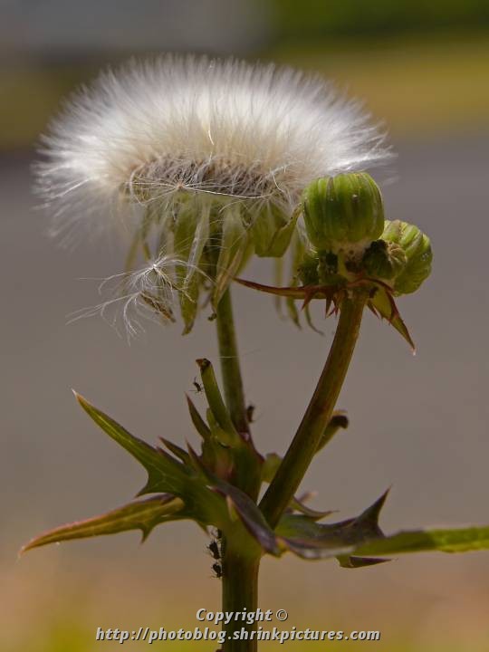 Gone to seed