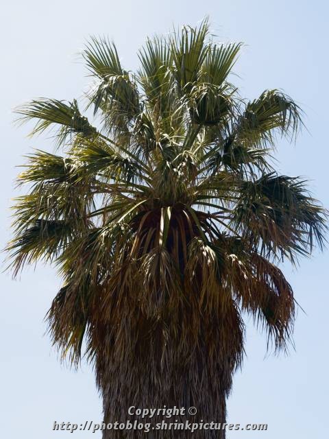 Palm Tree