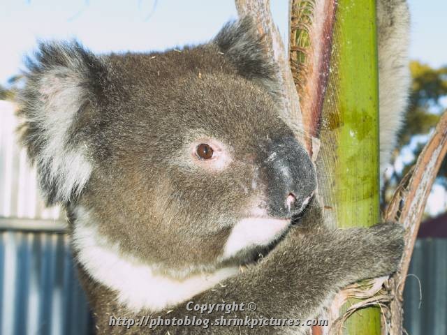 Koala